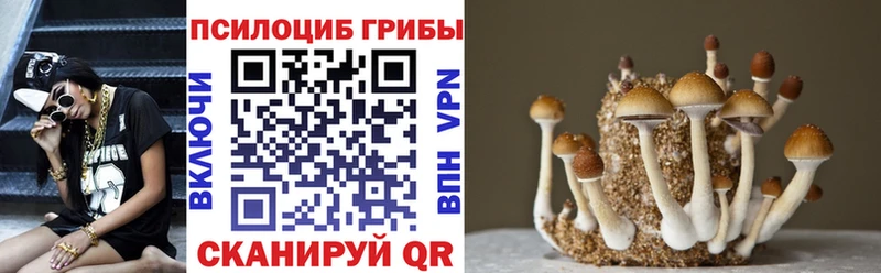 купить   Ахтубинск  Галлюциногенные грибы Magic Shrooms 